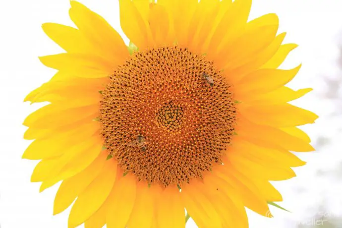 How to survive hayfever in Morocco, Taroudant sunflower