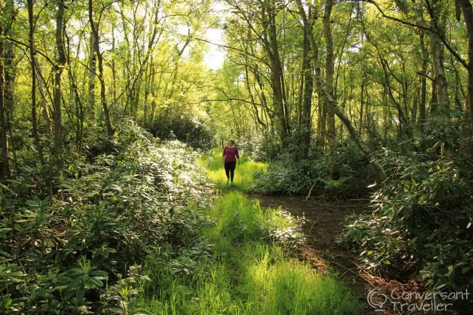 Hunting for fairies at Sancton Wood, East Yorkshire