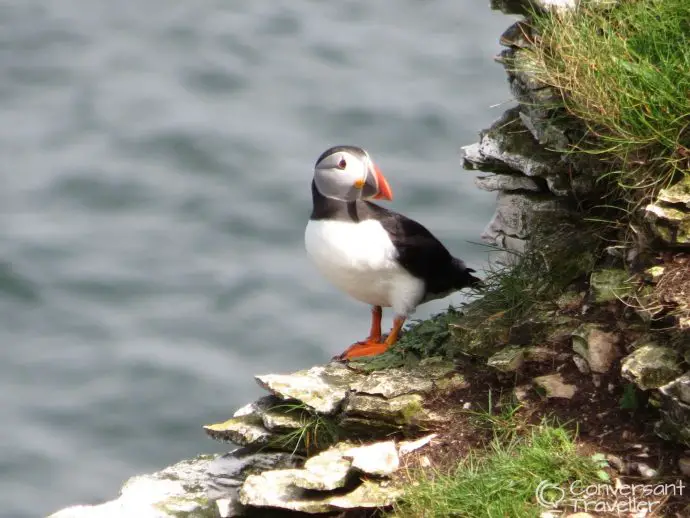 Puffin, RSPB Bempton Cliffs, East Yorkshire