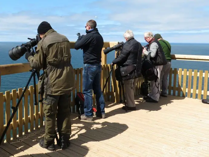 RSPB Bempton Cliffs, East Yorkshire