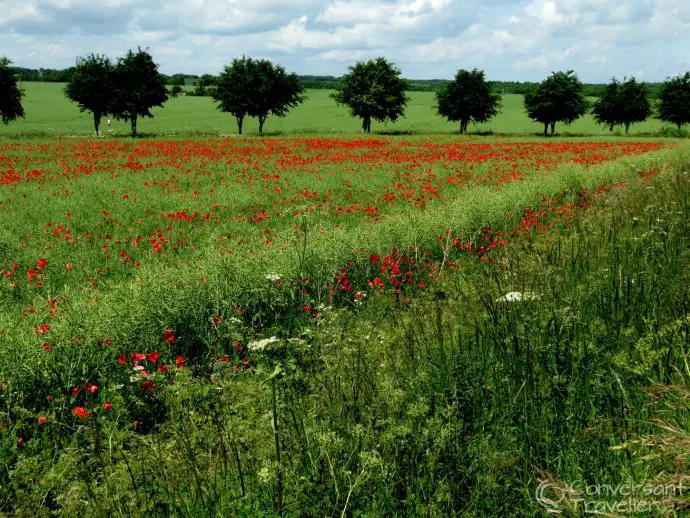 Cotswolds poppy fields