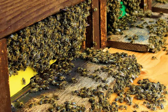 Beekeeping at Čebelarstvo Veselič in Metlika, Bela Krajina, Slovenia