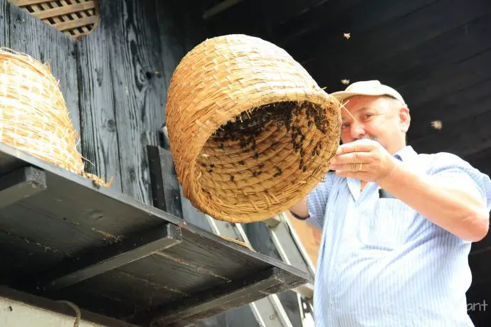Beekeeping at Čebelarstvo Veselič in Metlika, Bela Krajina, Slovenia
