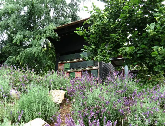 Beekeeping at Čebelarstvo Veselič in Metlika, Bela Krajina, Slovenia