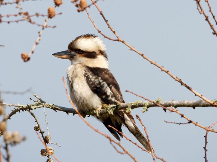 Kookaburra