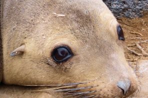 Galapagos sealion, Ecuador