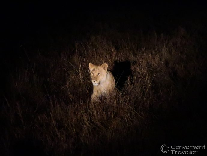 Saruni Mara luxury lodge - night game drives in Masai Mara North Conservancy, Kenya