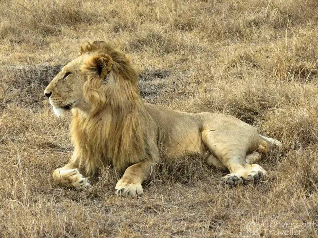 Saruni Mara luxury lodge - male lion on plains in Masai Mara North Conservancy, Kenya