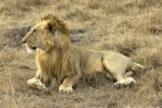 Saruni Mara luxury lodge - male lion on plains in Masai Mara North Conservancy, Kenya
