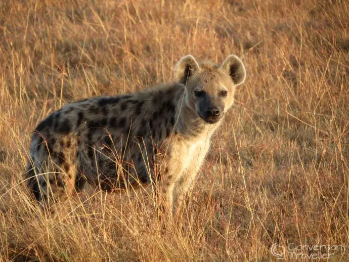 Saruni Mara luxury lodge - hyena in Masai Mara North Conservancy, Kenya