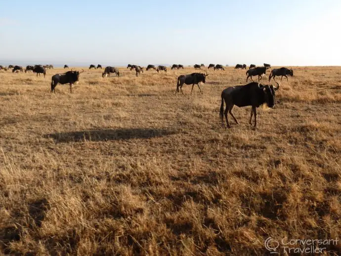 Saruni Mara luxury lodge - wildebeest in the Masai Mara North Conservancy, Kenya