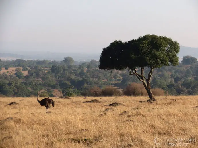 Saruni Mara luxury lodge - ostrich in the Masai Mara North Conservancy, Kenya