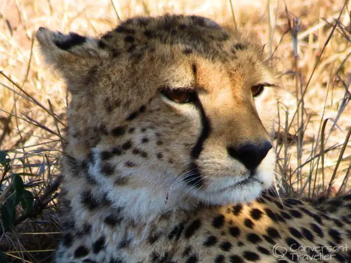 Saruni Mara luxury lodge - cheetah at Masai Mara North Conservancy, Kenya