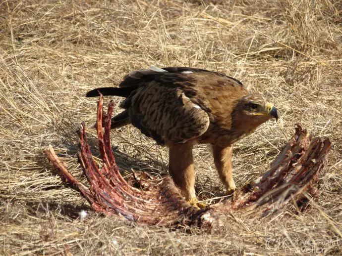 Saruni Mara luxury lodge - eagle in the Masai Mara North Conservancy, Kenya