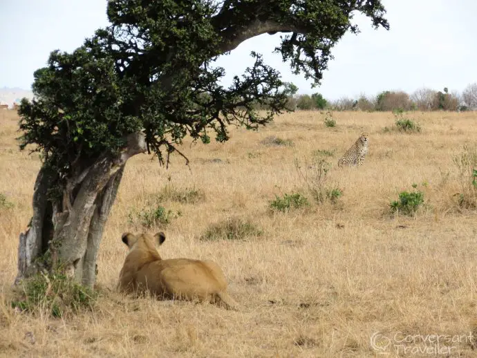 Saruni Mara luxury lodge - lion chasing cheetah at Masai Mara North Conservancy, Kenya