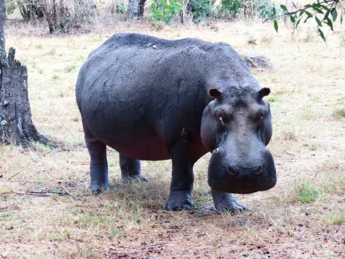 Saruni Mara luxury lodge - a hippo in Masai Mara North Conservancy, Kenya