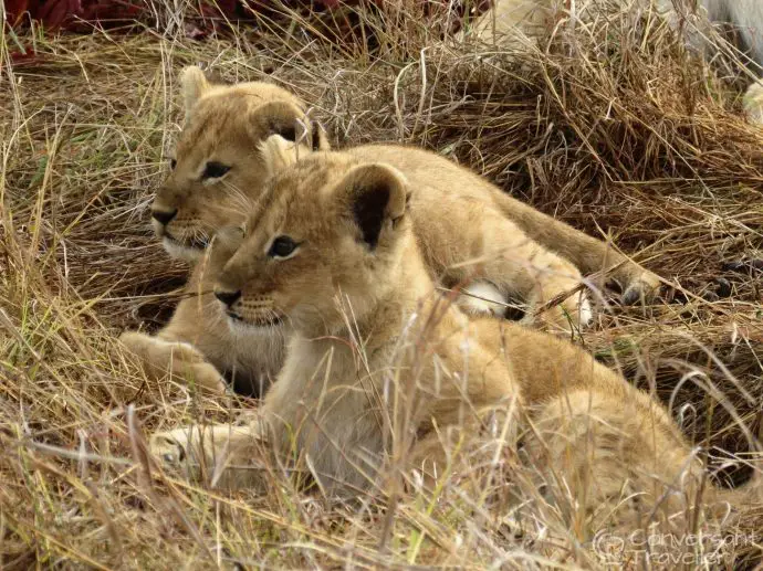 Saruni Mara luxury lodge - lion cubs in Masai Mara North Conservancy, Kenya