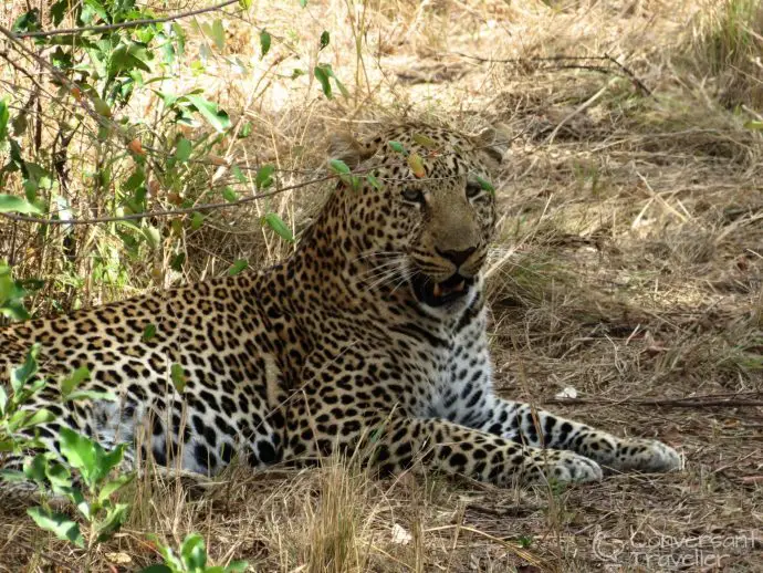 Saruni Mara luxury lodge - leopard in Masai Mara North Conservancy, Kenya