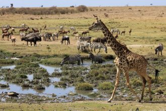 Saruni Mara - animals at the waterhole in Mara North Conservancy, Masai Mara, Kenya