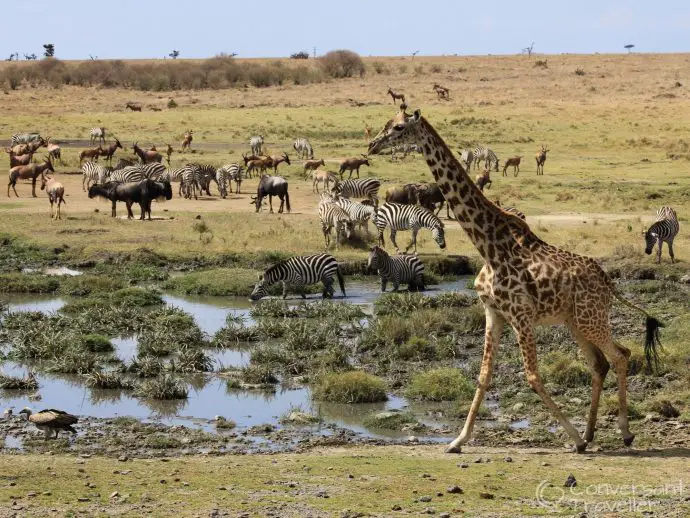 Saruni Mara - animals at the waterhole in Mara North Conservancy, Masai Mara, Kenya