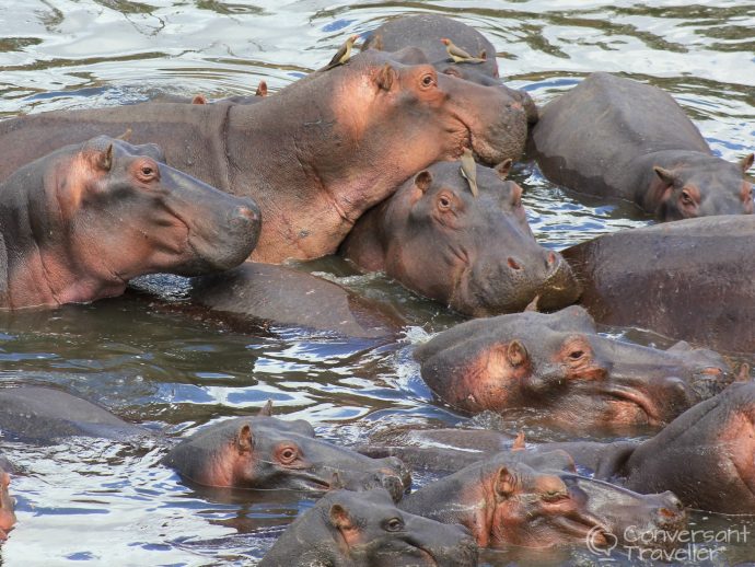 Saruni Mara luxury lodge - hippos in the Mara River, Masai Mara North Conservancy, Kenya