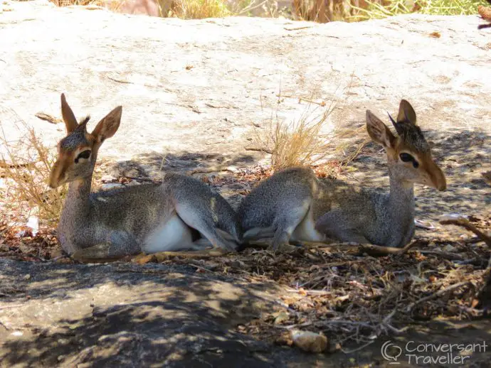 Dik diks at Saruni Samburu luxury lodge kenya