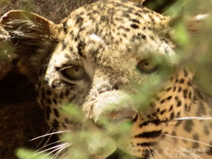 Ugali, the female leopard at Saruni Samburu luxury lodge Kenya