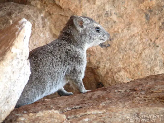 A rock dassie on our villa terrace, Saruni Samburu luxury lodge kenya