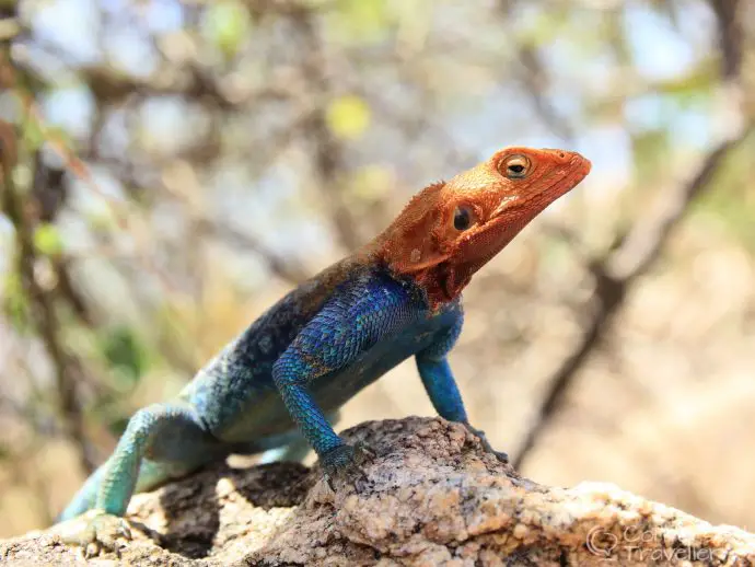 Kenyan rock agama, Saruni Samburu luxury lodge