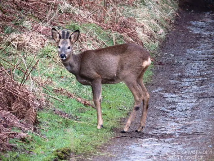 Deer at the White Tower of Taymouth Castle, luxury Scotland self catering retreat