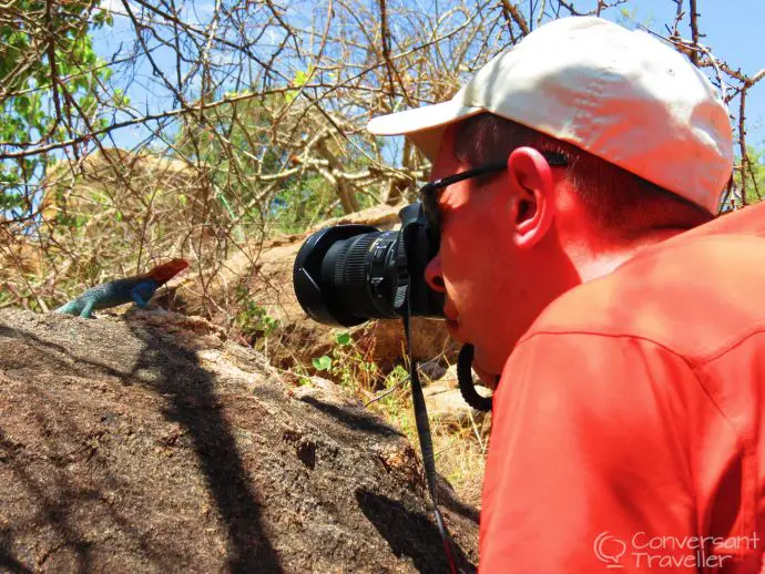 Kenyan Rock Agama, Saruni Samburu luxury lodge, Kenya Kenyan Rock Agama, Saruni Samburu luxury lodge, Kenya