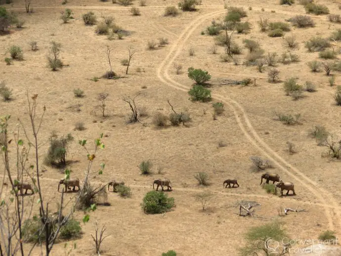 Elephants at Saruni Samburu luxury lodge kenya