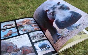 Travel photo book Bob Books review
