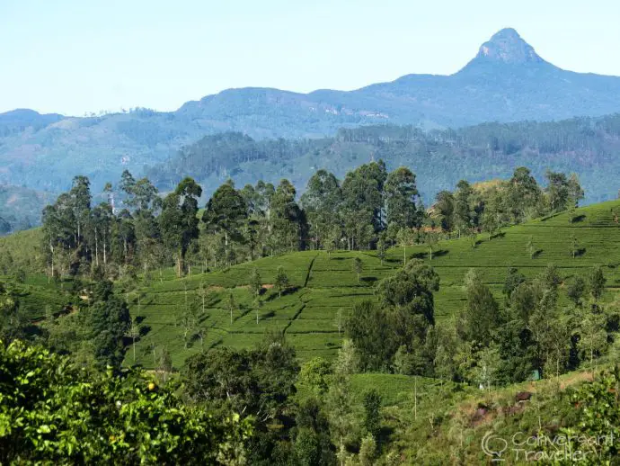 Stay on a tea estate in Sri Lanka - Governors Mansion luxury hotel