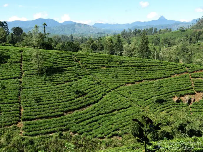 Stay on a tea estate in Sri Lanka - Governors Mansion luxury hotel