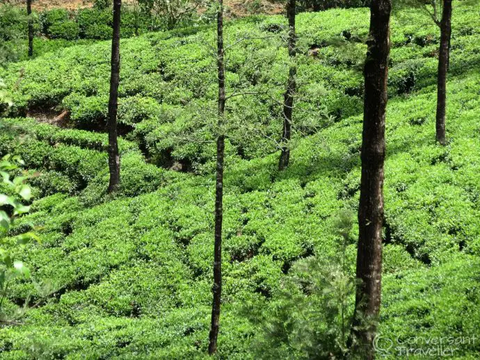 Stay on a tea estate in Sri Lanka - Governors Mansion luxury hotel Stay on a tea estate in Sri Lanka - Governors Mansion luxury hotel