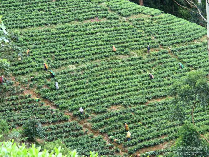 Stay on a tea estate in Sri Lanka - Governors Mansion luxury hotel Stay on a tea estate in Sri Lanka - Governors Mansion luxury hotel