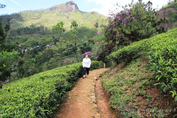 Stay on a tea estate in Sri Lanka - Governors Mansion luxury hotel