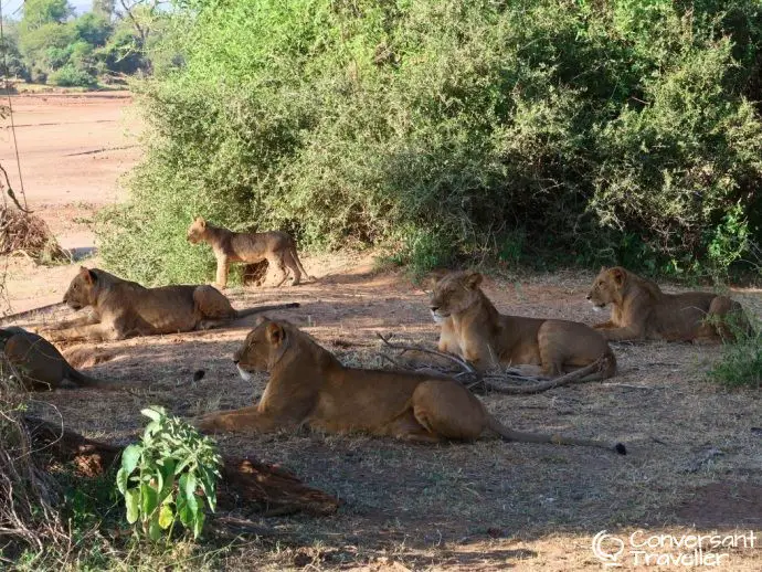 Samburu Special 5 with Saruni Samburu luxury lodge - lions in Samburu National Reserve, Kenya