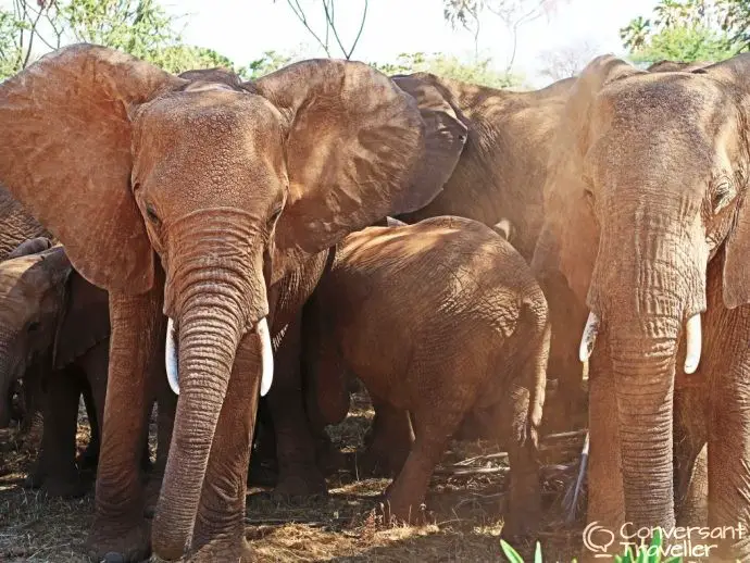 Elephants in the Samburu National Reserve - Samburu special 5 with Saruni Samburu