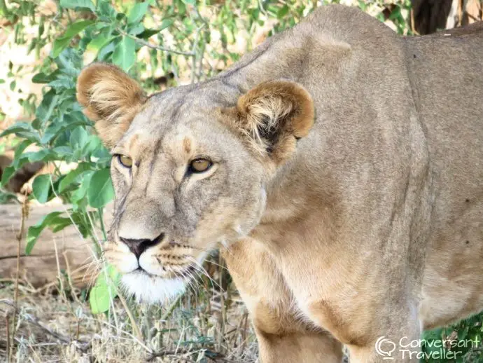 Samburu Special Five with Saruni Samburu luxury lodge, lion in Samburu National Reserve