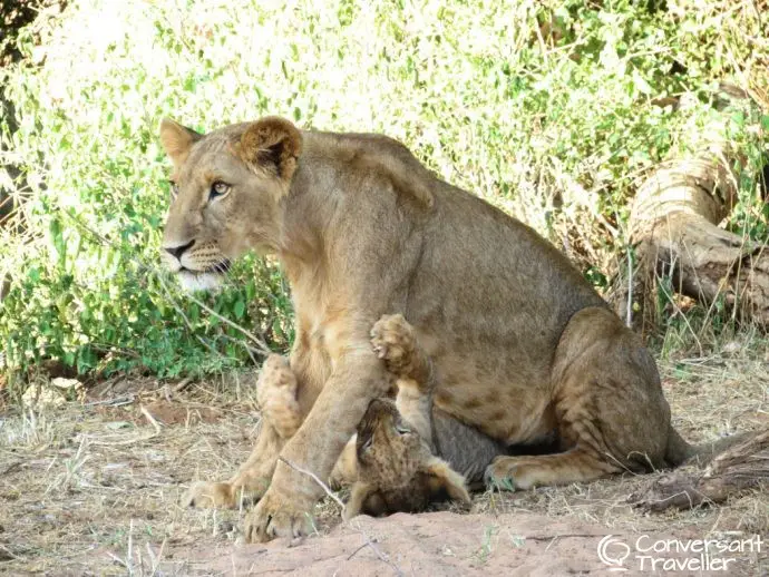 Samburu Special 5 with Saruni Samburu luxury lodge - lions in Samburu National Reserve, Kenya