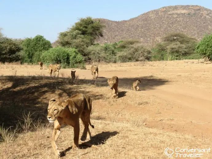 Samburu Special 5 with Saruni Samburu luxury lodge, lions in Samburu National Reserve