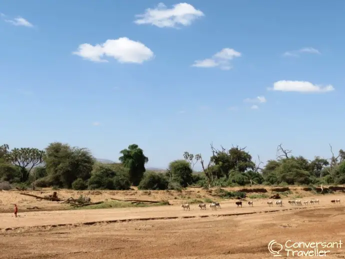 Samburu herders, Samburu Special 5 safari with Saruni Samburu, Kenya