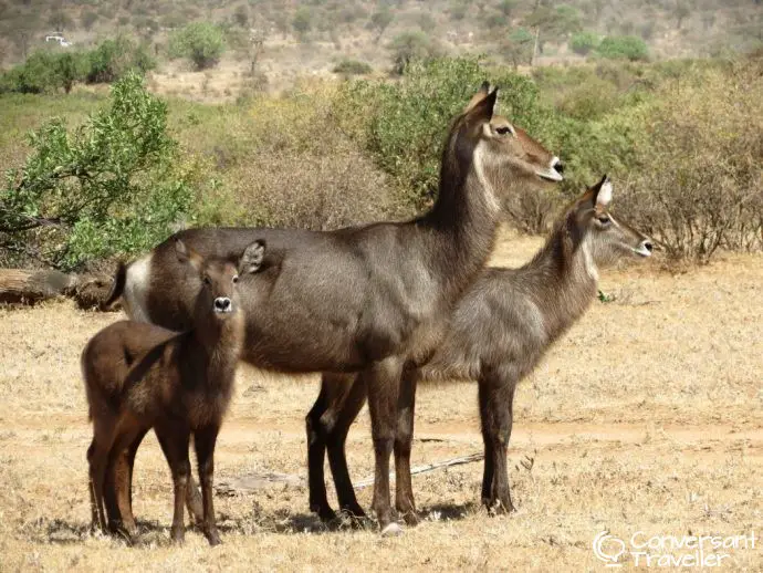 Water Buck Saruni Samburu luxury safari lodge Kenya