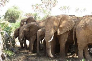 Elephants in the Samburu National Reserve - Samburu special 5 with Saruni Samburu