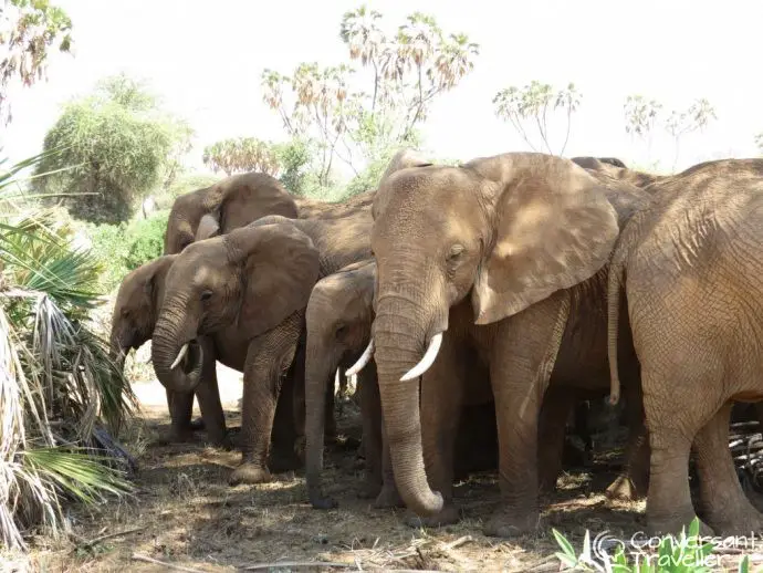 Elephants in the Samburu National Reserve - Samburu special 5 with Saruni Samburu
