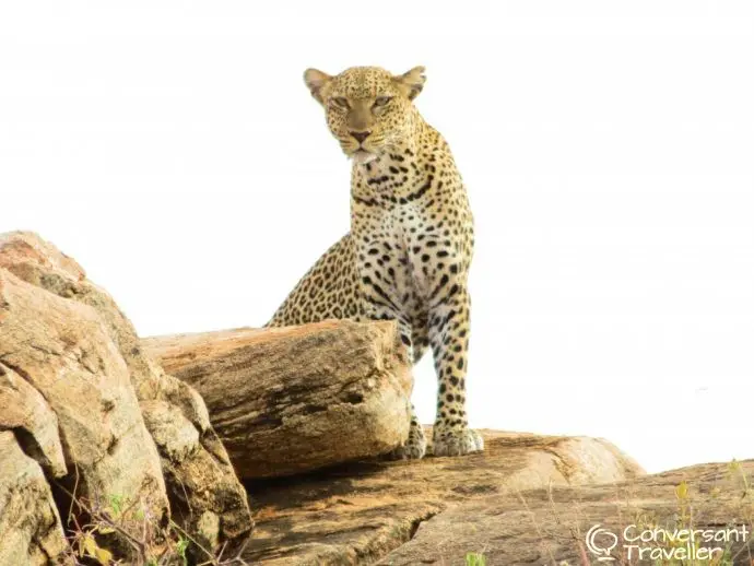 Samburu Special 5 - Leopard at Saruni Samburu luxury safari lodge Kenya