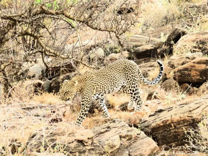Samburu Special 5 with Saruni Samburu luxury lodge, leopard in Samburu National Reserve