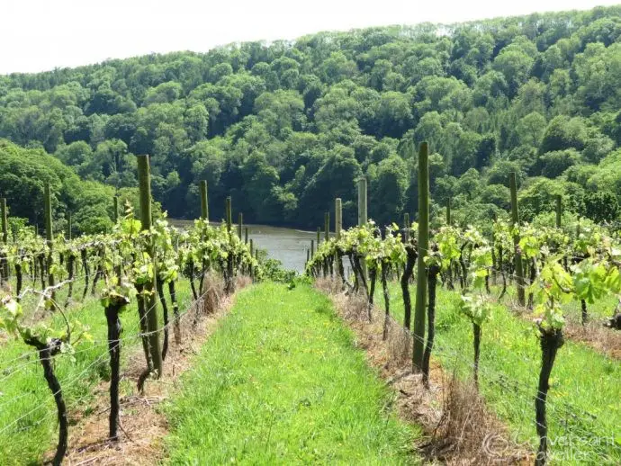 Things to do in Totnes - Sharpham Wine and Cheese - Sharpham Vineyard, Totnes, Devon